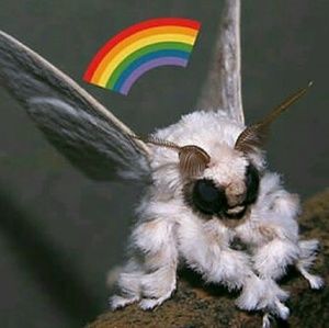 Meet your Posher, Anysia